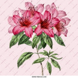 Pink Azalea Pinback Button, Floral Accessory, Botanical Badge, Flower Button, Garden Lover Gift, Aesthetic Apparel, Trendy Pin, Gift Idea - Tawshia
