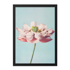 Pink Lotus Wall Art, Floral Print, Botanical Decor, Flower Art Print, Nature Inspired Wall Decor, Elegant Home Decor, Gift Idea - Tawshia