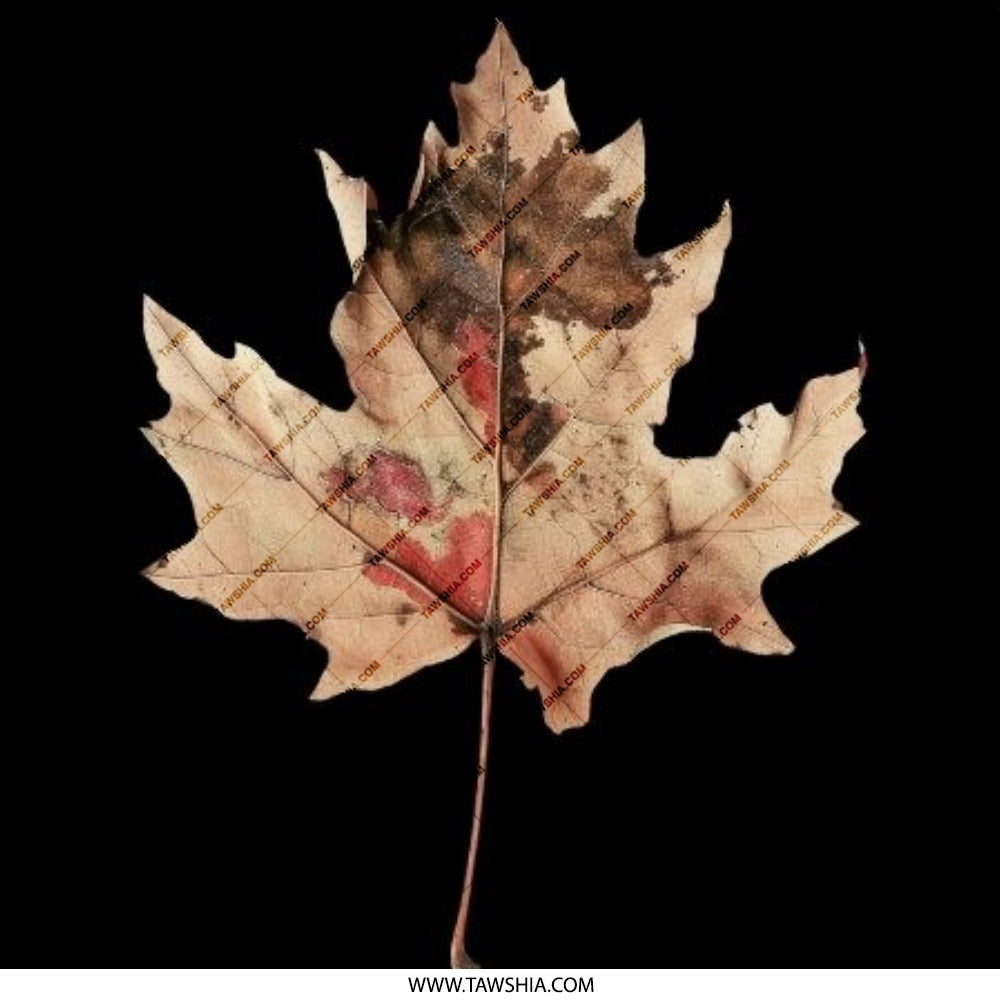 Autumn Leaf Pinback Button, Fall Decor Button, Botanical Pin, Nature Lover Gift, Maple Leaf Pin Button, Seasonal Accessory, Unique Button - Tawshia