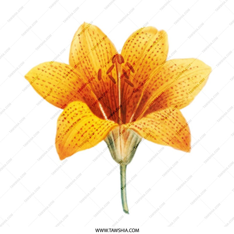 Yellow Tiger Lily Mug, Floral Mug, Flower Coffee Mug, Botanical Mug, Unique Gift Idea, Vintage Lily Art, Nature Lover Gift, Tea Cup - Tawshia