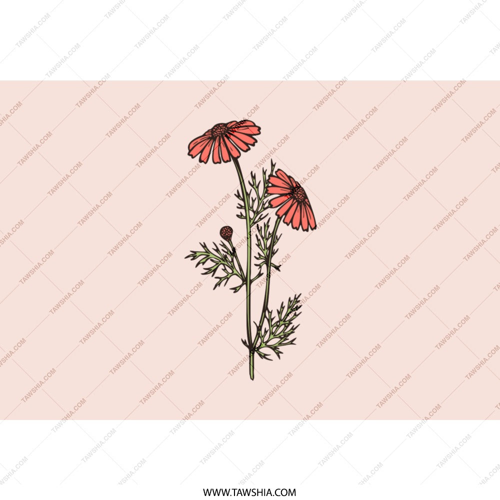 Chamomile Flowers Tumbler, Floral Tumbler, Pink Tumbler, Botanical Design, Flower Lover Gift, Plant Mom Gift, Nature Inspired Drinkware - Tawshia