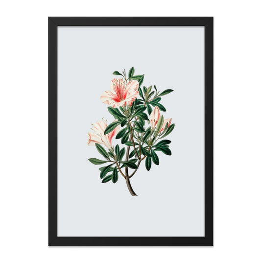 Azalea Flower Wall Art, Botanical Print, Floral Illustration, Vintage Wall Decor, Home Decor, Art Print - Tawshia