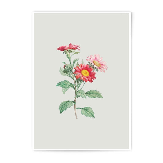 Floral Photographic Prints, Botanical Wall Art, Aster Flower Print, Vintage Flower Illustration, Flower Decor, Garden Art, Colorful Prints - Tawshia