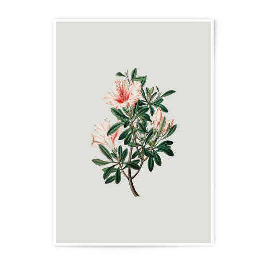 Vintage Azalea Photographic Prints, Botanical Art Prints, Floral Wall Decor, Antique Flower Prints, Home Decor Prints - Tawshia