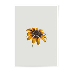 Brown Eyed Susan Photographic Prints, Floral Wall Art, Minimalist Flower Photo, Botanical Print, Home Decor, Fine Art Photography - Tawshia