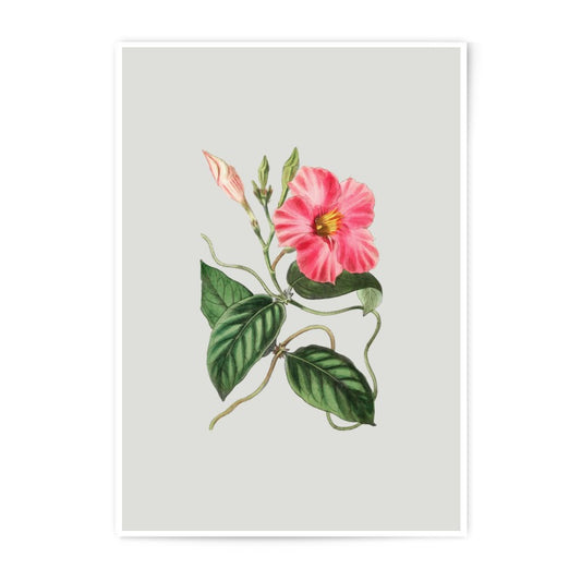 Pink Allamanda Photographic Prints, Vintage Floral Art, Botanical Wall Decor, Flower Photography, Home Decor, Pink Flower Prints - Tawshia