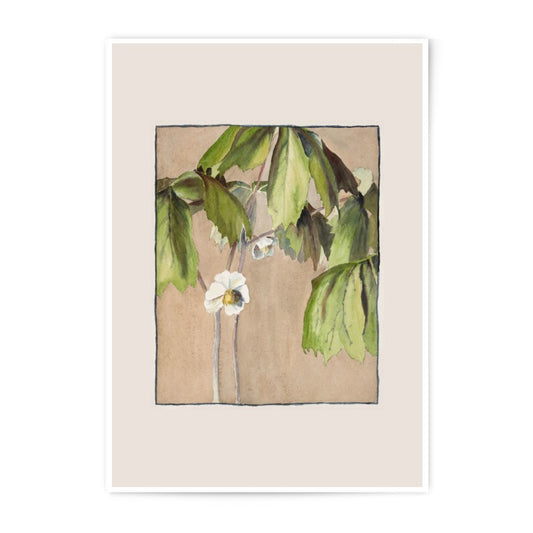 Hellebore Photographic Print, Botanical Art, Flower Wall Decor, Garden Art Print, Nature Photo, Floral Illustration, Plant Print - Tawshia