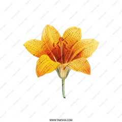 Floral Pillow, Tiger Lily Pillow, Flower Throw Pillow, Botanical Print Pillow, Home Decor Pillow, Accent Pillow - Tawshia