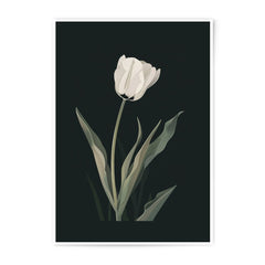 White Tulip Photographic Print, Floral Wall Art, Minimalist Flower Print, Botanical Decor, Elegant Fine Art Print - Tawshia
