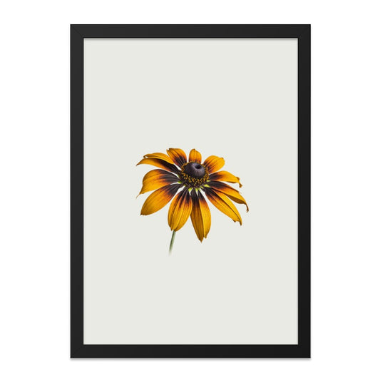 Black Eyed Susan Wall Art, Floral Wall Decor, Botanical Art Print, Flower Photography, Minimalist Art, Home Decor, Nature Art - Tawshia