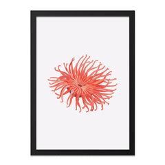 Sea Anemone Wall Art, Coral Reef Decor, Ocean Life Print, Coastal Home Decor, Modern Wall Art, Unique Gift Idea, Framed Wall Art - Tawshia