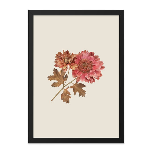 Chrysanthemum Wall Art, Pressed Flower Art, Botanical Print, Floral Wall Decor, Home Decor, Autumn Flowers, Fall Decor, Gift Idea - Tawshia