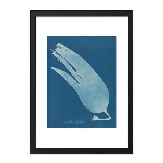 Cyanotype Laminaria Wall Art, Seaweed Print, Botanical Home Decor, Blue Art, Ocean Inspired Artwork, Coastal Wall Art - Tawshia