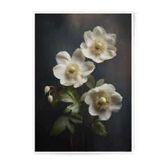 Hellebore Flower Photographic Print, Floral Wall Art, Dark Floral Art, Botanical Print, Moody Floral Print, White Flower Photography - Tawshia