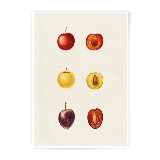 Fruit Anatomy Photographic Print, Vintage Botanical Art Print, Kitchen Wall Decor, Fruit Illustration Art, Rustic Home Decor - Tawshia