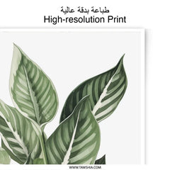 Tropical Plant Photographic Print, Green Leaf Art, Botanical Wall Decor, Calathea Print, Modern Home Decor, Houseplant Illustration - Tawshia