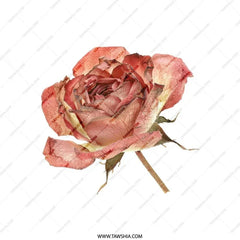 Dried Rose Pillow, Floral Pillow, Botanical Home Decor, Rose Throw Pillow, Accent Pillow, Flower Art Pillow - Tawshia