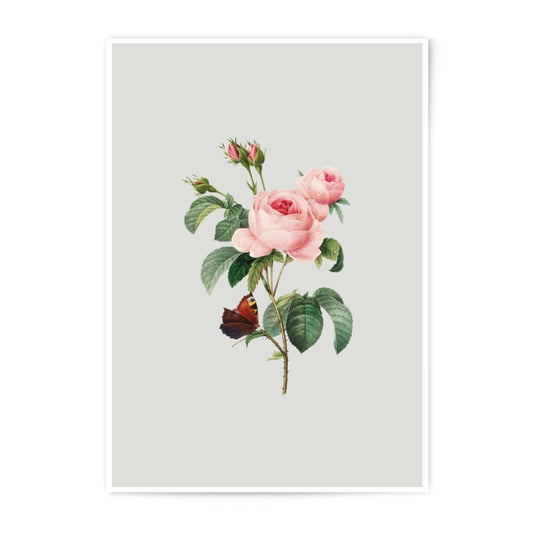 Pink Rose Photographic Prints, Vintage Floral Art Prints, Butterfly Wall Decor, Botanical Illustration, Flower Art Print, Home Decor Art - Tawshia
