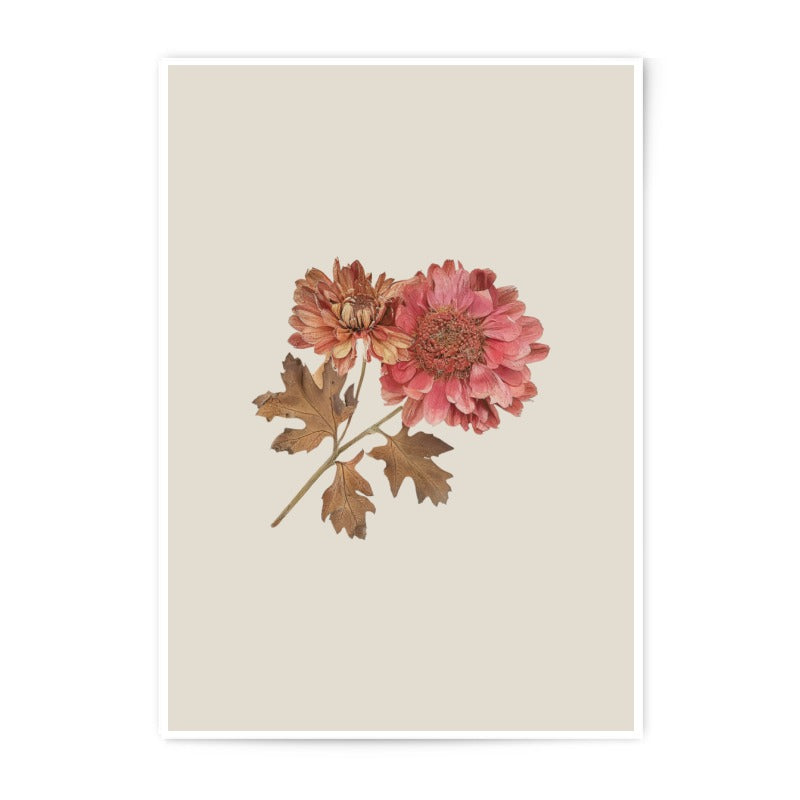 Chrysanthemum Photographic Prints, Floral Wall Art, Botanical Art Prints, Flower Photography, Nature Prints, Home Decor, Minimalist Art - Tawshia