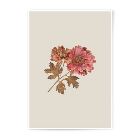 Chrysanthemum Photographic Prints, Floral Wall Art, Botanical Art Prints, Flower Photography, Nature Prints, Home Decor, Minimalist Art - Tawshia