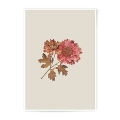 Chrysanthemum Photographic Prints, Floral Wall Art, Botanical Art Prints, Flower Photography, Nature Prints, Home Decor, Minimalist Art - Tawshia