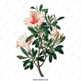 Floral Tote Bag, Azalea Flower Print, Botanical Design, Everyday Bag, Stylish Gift, Nature Lover, Plant Art, Reusable Bag, Shopping Tote - Tawshia