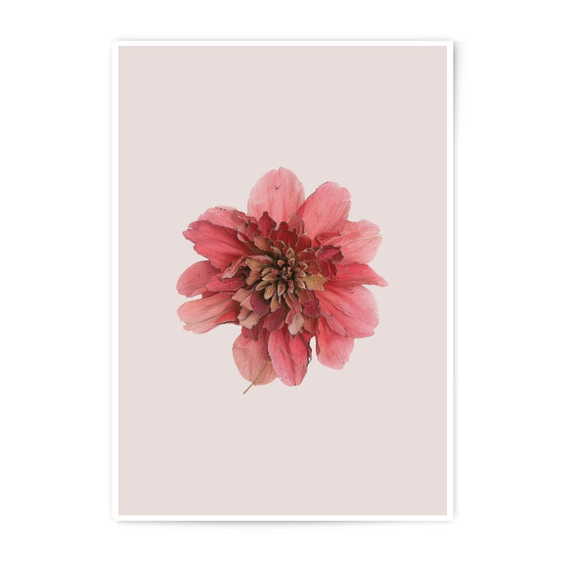 Dahlia Photographic Prints, Floral Art Prints, Botanical Wall Art, Delicate Flower Photography, Home Decor, Pink Flower Print - Tawshia