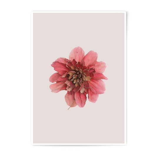 Dahlia Photographic Prints, Floral Art Prints, Botanical Wall Art, Delicate Flower Photography, Home Decor, Pink Flower Print - Tawshia