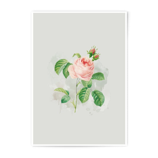 Vintage Rose Photographic Prints, Botanical Wall Art, Flower Illustration, Antique Floral Decor, Home Decor, Garden Art - Tawshia