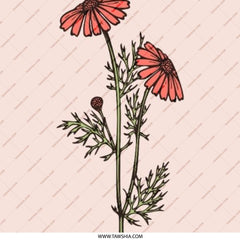 Chamomile Flower Pinback Button, Floral Design, Botanical Art Button, Pink Flower Button, Gift for Plant Lovers, Floral Accessory - Tawshia
