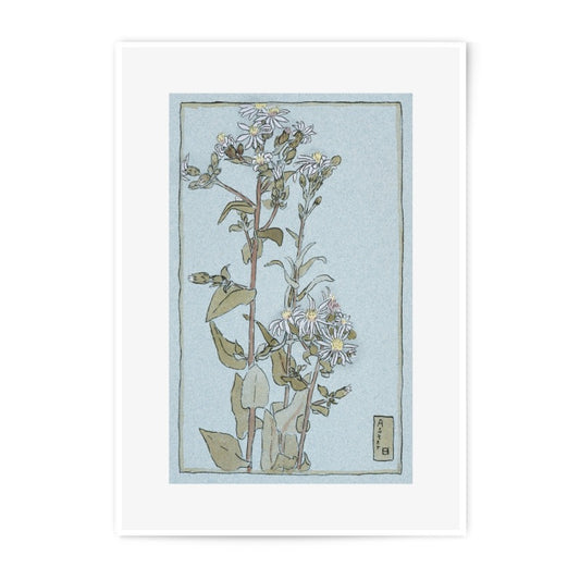 Aster Flowers Photographic Print, Botanical Wall Art, Floral Home Decor, Nature Photography, Flower Poster, Vintage Style Print - Tawshia