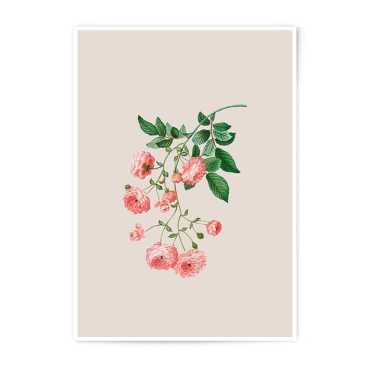 Pink Rose Photographic Prints, Botanical Art Prints, Floral Wall Decor, Flower Art, Cottagecore Prints, Vintage Art, Home Decor (136) - Tawshia