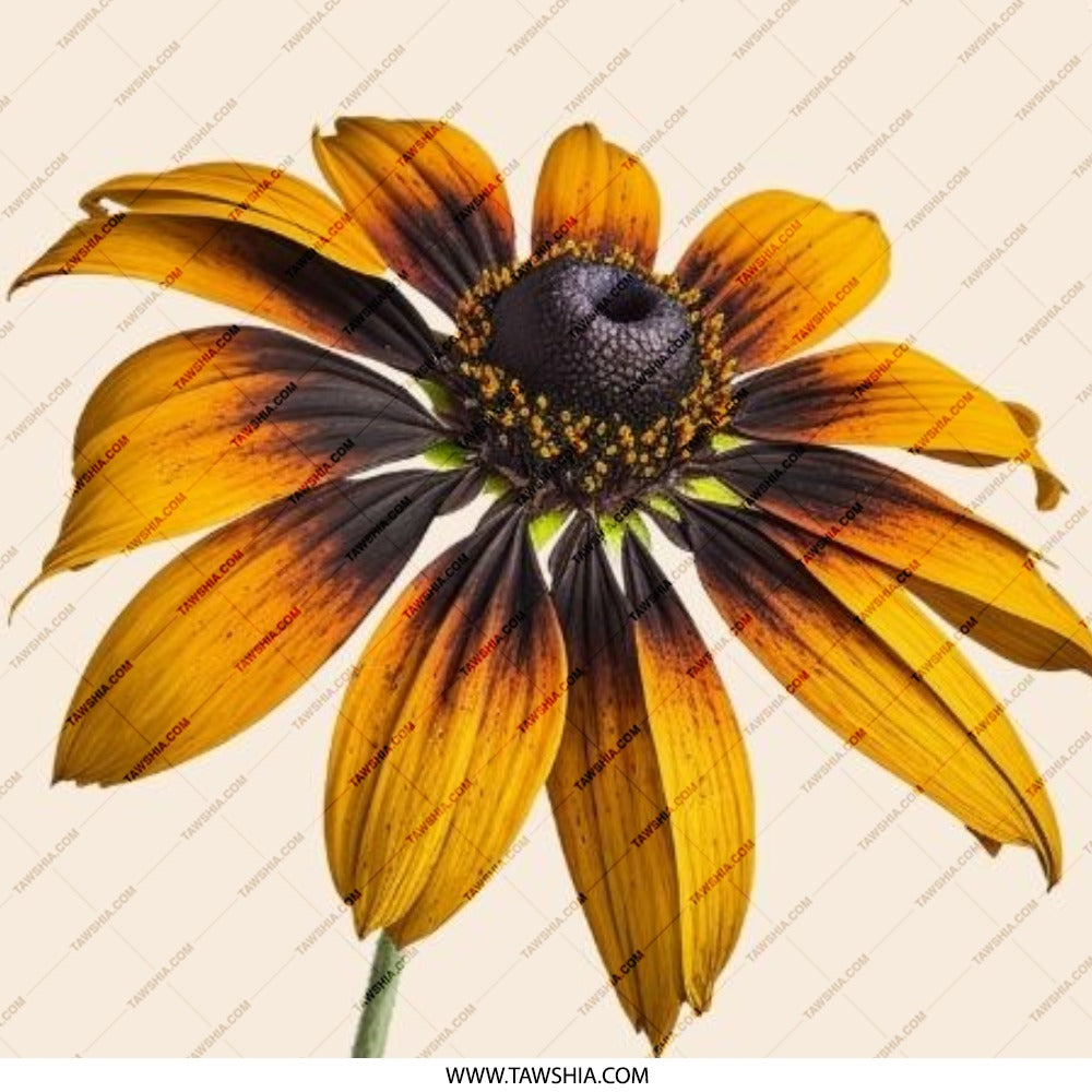 Black Eyed Susan Pinback Button, Floral Button Badge, Flower Button Gift, Garden Flower Pin, Nature Lover Gift, Botanical Pin Badge - Tawshia