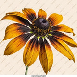 Black Eyed Susan Pinback Button, Floral Button Badge, Flower Button Gift, Garden Flower Pin, Nature Lover Gift, Botanical Pin Badge - Tawshia