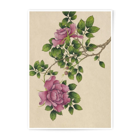 Pink Rose Photographic Print, Floral Wall Art, Botanical Decor, Antique Rose Art Print, Flower Photography, Nature Print, Home Decor - Tawshia