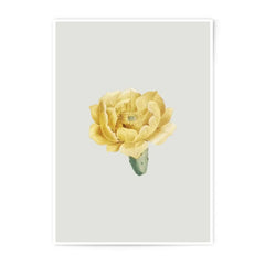 Yellow Cactus Flower Photographic Prints, Botanical Wall Art, Desert Bloom Photo, Floral Fine Art Print, Unique Home Decor - Tawshia