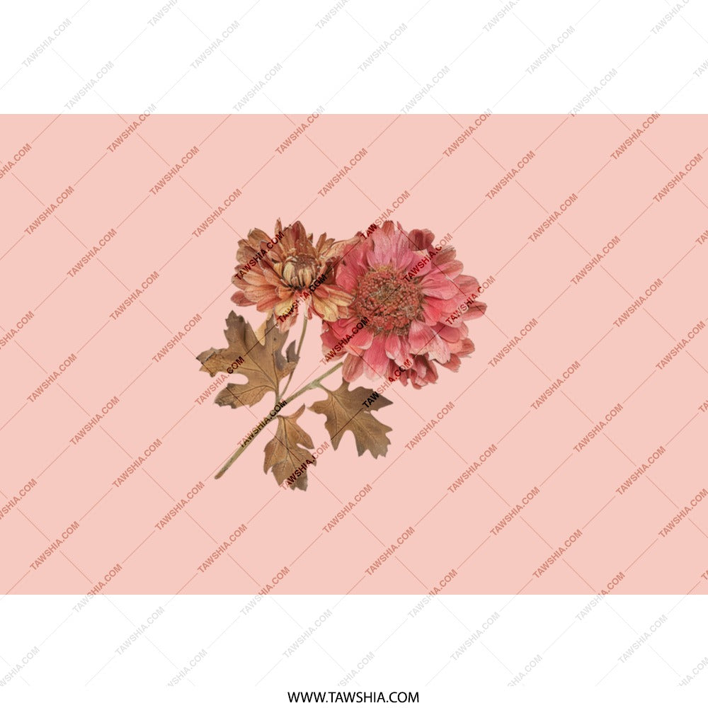 Floral Tumbler, Chrysanthemum Tumbler, Flower Tumbler, Pink Tumbler, Botanical Tumbler, Drinkware, Gift for Her, Everyday Use, Stylish - Tawshia