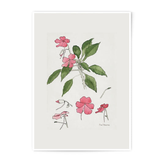 Sultana Flower Photographic Print, Botanical Art Print, Pink Flowers Wall Decor, Floral Home Decor, Watercolor Illustration - Tawshia