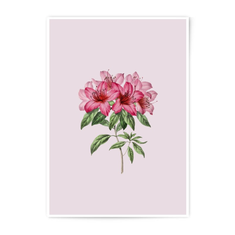 Azalea Photographic Prints, Floral Botanical Wall Art, Pink Flower Photography, Home Decor, Garden Prints, Nature Photography, Flower Art - Tawshia