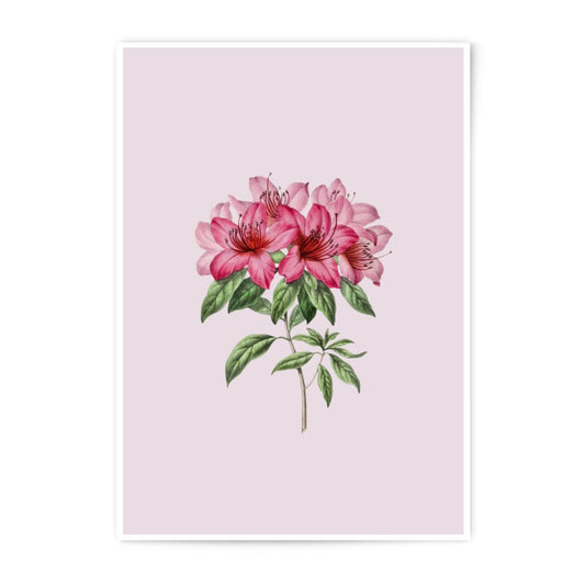 Azalea Photographic Prints, Floral Botanical Wall Art, Pink Flower Photography, Home Decor, Garden Prints, Nature Photography, Flower Art - Tawshia