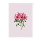 Azalea Photographic Prints, Floral Botanical Wall Art, Pink Flower Photography, Home Decor, Garden Prints, Nature Photography, Flower Art - Tawshia
