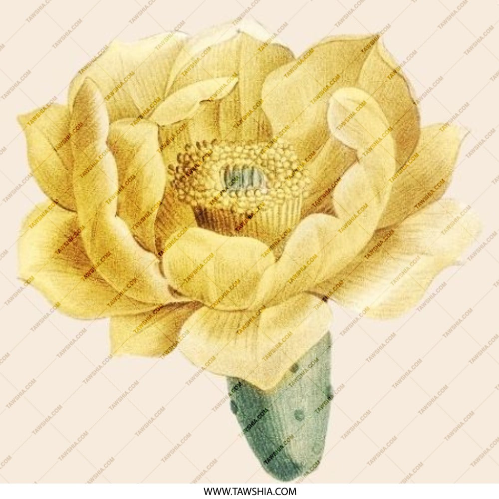 Prickly Pear Flower Pinback Button, Floral Illustration Button, Botanical Art Pin Button, Yellow Flower Lapel Pin, Cactus Flower Button - Tawshia