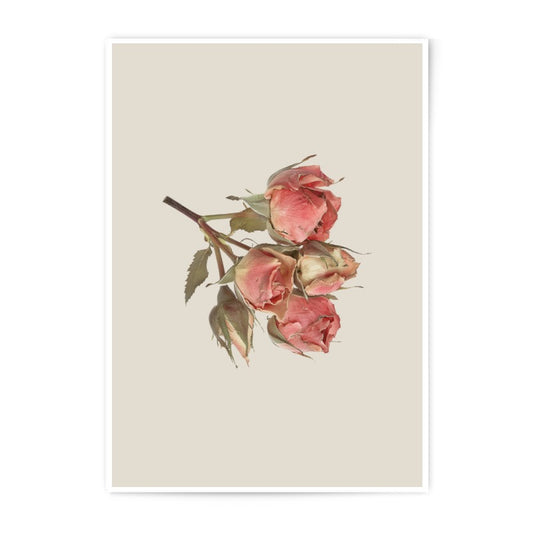 Rose Photographic Prints, Floral Wall Art, Botanical Print, Home Decor, Flower Photography, Dried Roses, Delicate Art Print, Rose Wall Decor - Tawshia