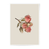 Rose Photographic Prints, Floral Wall Art, Botanical Print, Home Decor, Flower Photography, Dried Roses, Delicate Art Print, Rose Wall Decor - Tawshia
