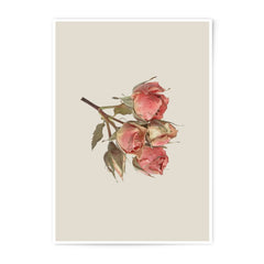 Rose Photographic Prints, Floral Wall Art, Botanical Print, Home Decor, Flower Photography, Dried Roses, Delicate Art Print, Rose Wall Decor - Tawshia