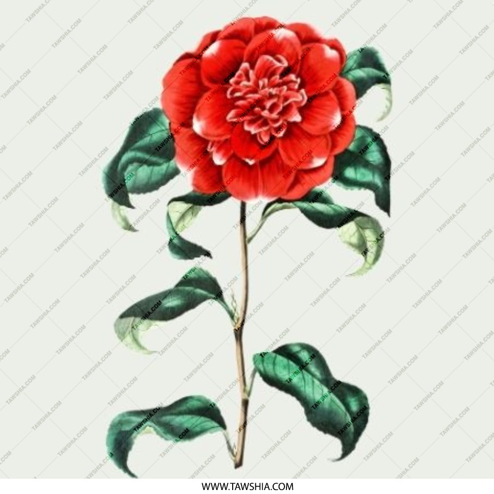 Red Camellia Flower Pinback Button, Floral Botanical Button, Nature Inspired, Garden Lover Gift, Artistic Pin Badge, Unique Button - Tawshia