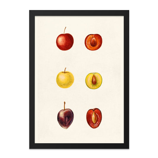 Plum Wall Art, Fruit Print, Botanical Illustration, Kitchen Decor, Vintage Style Art, Home Decor, Framed Art Print, Plum Art Poster - Tawshia