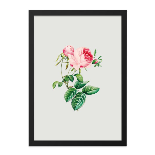 Pink Rose Wall Art, Floral Print, Botanical Art, Vintage Rose Illustration, Flower Wall Decor, Home Decor Wall Art - Tawshia