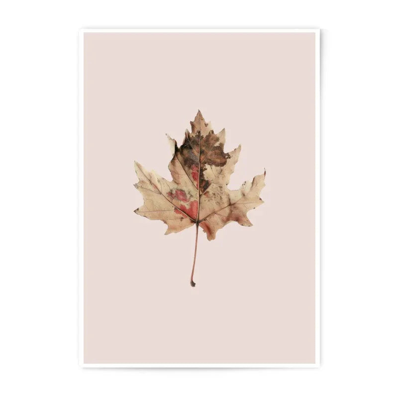 Maple Leaf Art Print, Autumn Photo, Botanical Wall Decor, Nature Photography, Photographic Prints, Fall Decor, Leaf Print, Home Decor - Tawshia