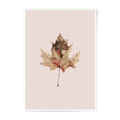 Maple Leaf Art Print, Autumn Photo, Botanical Wall Decor, Nature Photography, Photographic Prints, Fall Decor, Leaf Print, Home Decor - Tawshia